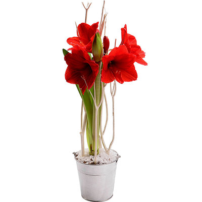 Offrez une Amaryllis de Noël Amaryllis de Noël