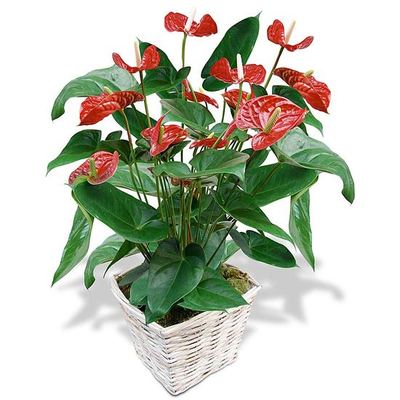 Commandez un Anthurium en fleurs Anthurium en fleurs