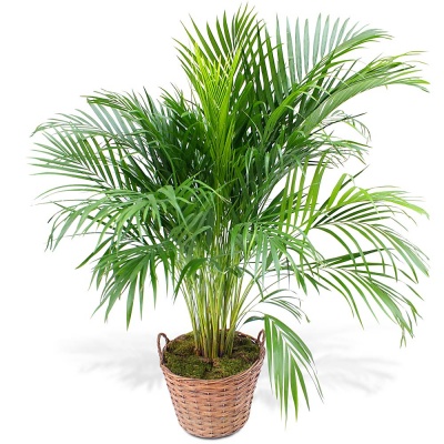 Commandez un Areca en pot Areca en pot