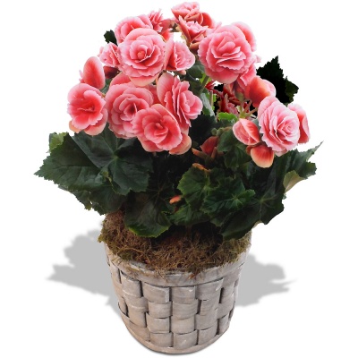 Offrez un Bégonia en pot Bégonia en pot