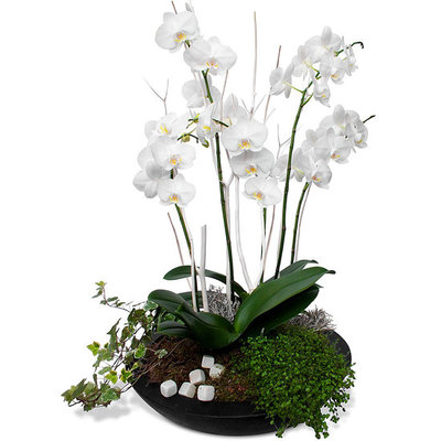 Composition très raffinée d'orchidées en fleurs, magnifiées par de beaux végétaux et de jolies décos... Sublime mini jardin d'Eden pour jeunes mariés Composition d'Orchidées Lena