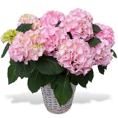 Faites livrer un Hortensia en fleurs Hortensia en fleurs