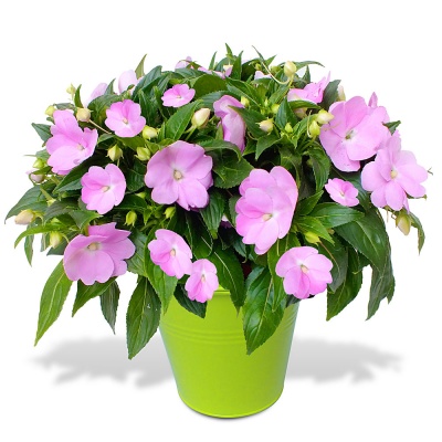 Offrez un Impatiens en pot Impatiens en pot