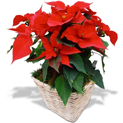 Offrez un poinsettia Poinsettia Etoile de Noël