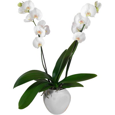 Commandez une Orchidée blanche en pot Orchidée blanche en pot