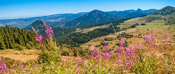 livraison-fleurs-cantal