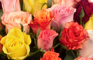 Mère Térésa+ autres..... Roses-multicolores