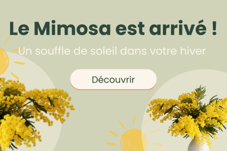 Le mimosa est arrivé !