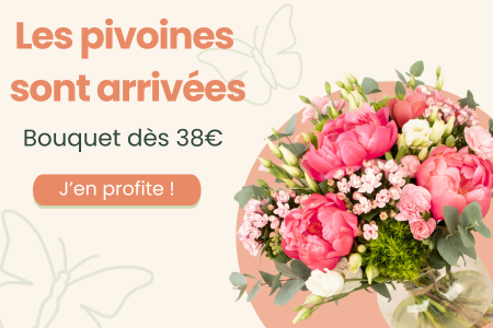 Pivoine