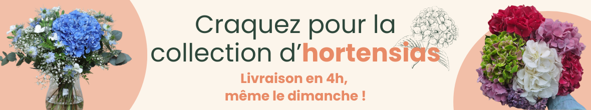 L’hortensia, la star de la saison est arrivée.