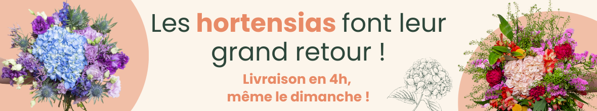 L’hortensia, la star de la saison est arrivée.
