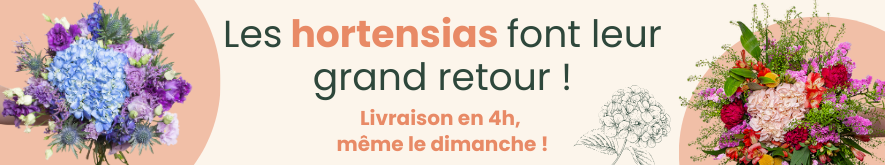 L’hortensia, la star de la saison est arrivée.