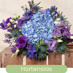 Les Hortensias