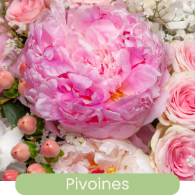 Pivoine