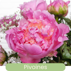 Les pivoines