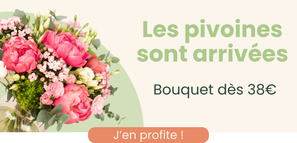 Pivoine