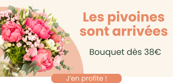 Pivoine