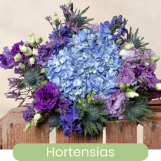 Les Hortensias