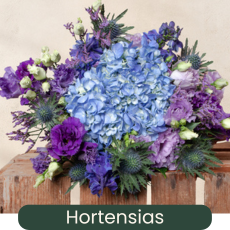 Les Hortensias