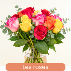 Nos roses