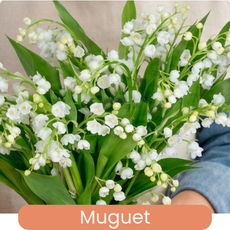 Muguet