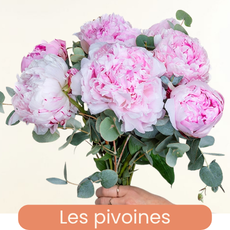 Les pivoines