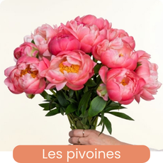 Les pivoines