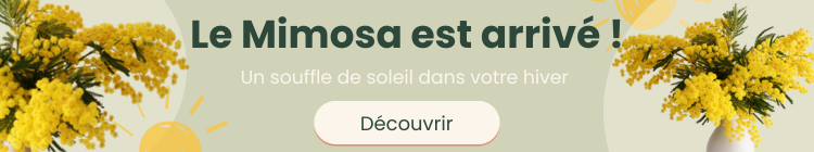 Le mimosa est arrivé !