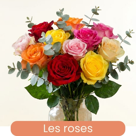 Nos roses