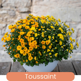 Toussaint