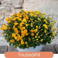 Toussaint