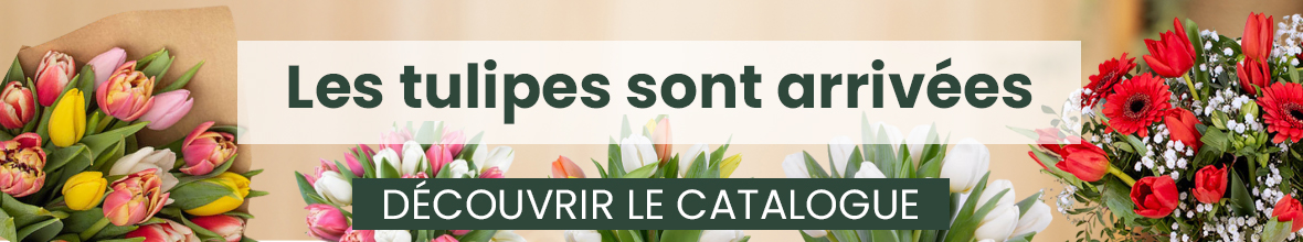 Les tulipes sont arrivées !