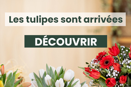 Les tulipes sont arrivées !