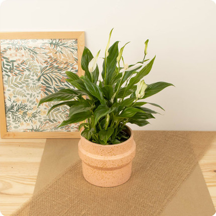 Plantes vertes et fleuries - Spatiphyllum en fleurs
