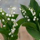 Muguet en pots 3 brins blancs duo livraison 123fleurs