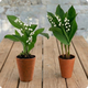 Muguet en pots 3 brins blancs duo livraison 123fleurs