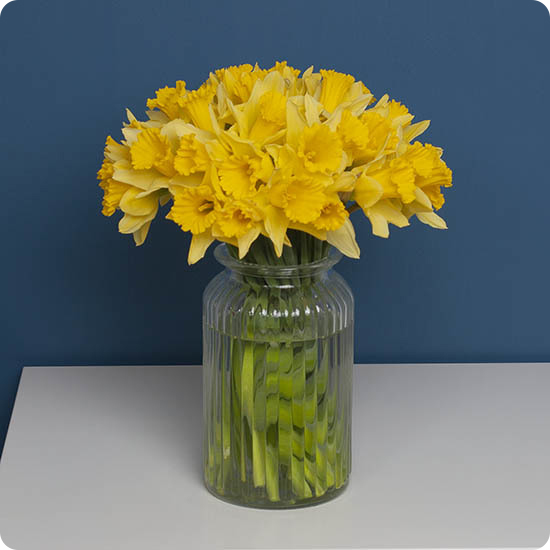 20 roses Arlequin + 30 Jonquilles