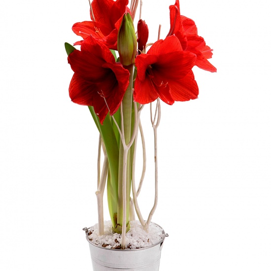 Cadeau fleurs traditionnel pour les fêtes, l'amaryllis offre des fleurs splendides perchées en haut de lon