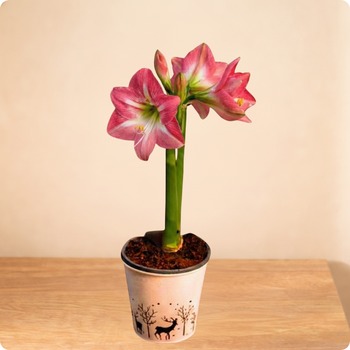 Plante décorative avec livraison rapide