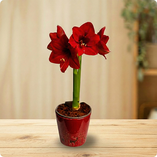 Plante décorative avec livraison rapide