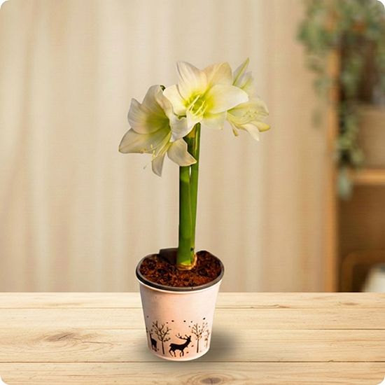 Plante décorative avec livraison rapide