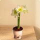 Plante d’Amaryllis rouge dans un pot décoratif - 123fleurs