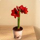 Plante d’Amaryllis rouge dans un pot décoratif - 123fleurs