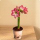 Plante d’Amaryllis rouge dans un pot décoratif - 123fleurs
