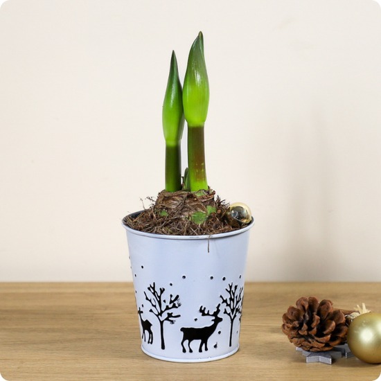 Plante décorative avec livraison rapide