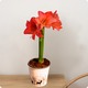 Plante d’Amaryllis rouge dans un pot décoratif - 123fleurs