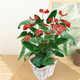 Anthurium en fleurs