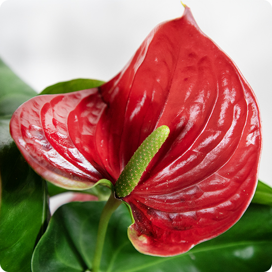 Offrez un Anthurium rouge éclatant avec 123fleurs. Plante fleurie livrée en main propre partout en France.