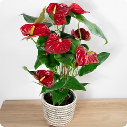 Anthurium