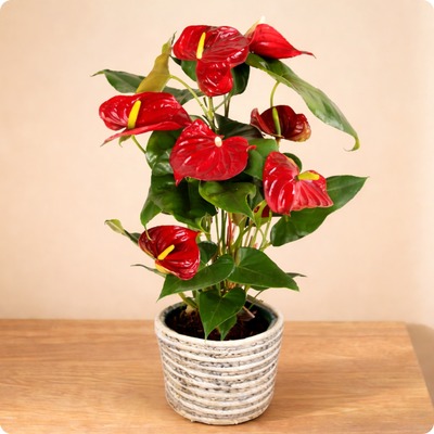 Offrez un Anthurium rouge éclatant avec 123fleurs. Plante fleurie livrée en main propre partout en France.